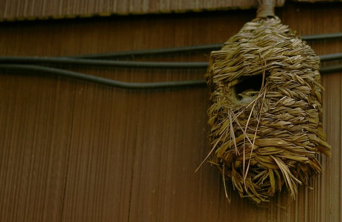 Photo (23): Carolina Wren