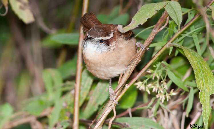 Photo (18): Carolina Wren