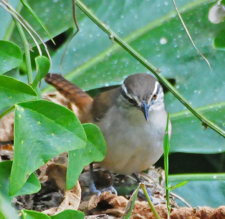 Photo (3): Plain Wren