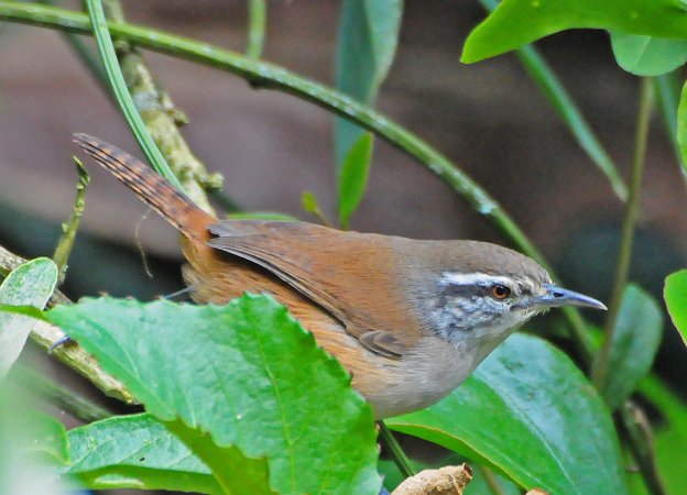 Photo (1): Plain Wren