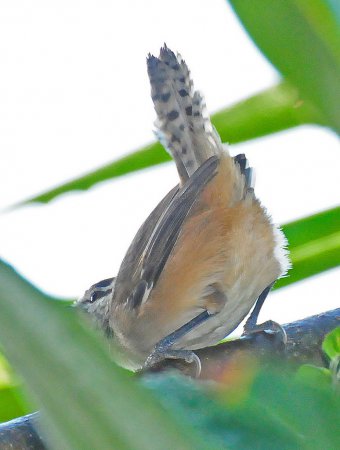Photo (2): Plain Wren