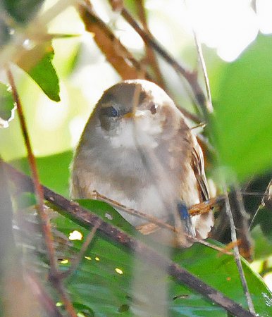 Photo (4): Plain Wren