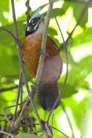 Photo (4): Bay Wren