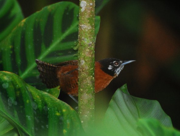 Photo (3): Bay Wren