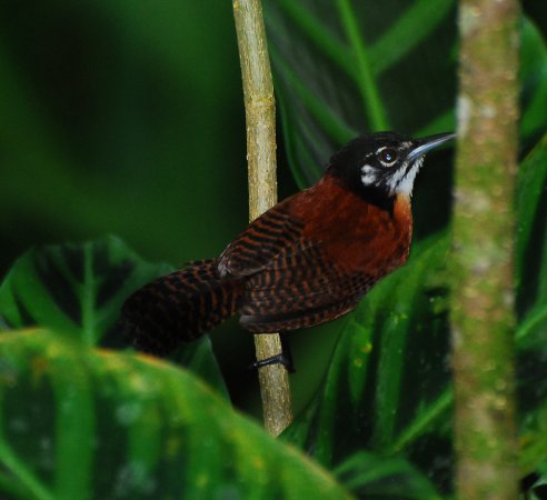 Photo (2): Bay Wren
