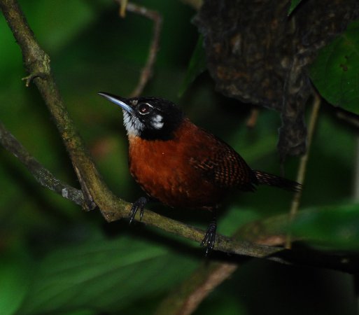 Photo (1): Bay Wren