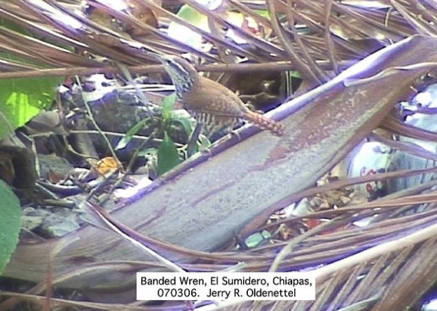 Photo (3): Banded Wren