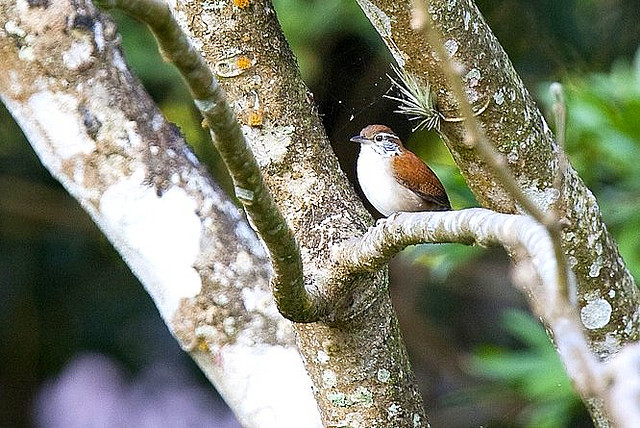 Photo (1): Rufous-and-white Wren