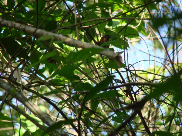 Photo (3): Rufous-breasted Wren