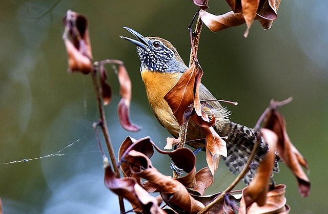 Photo (1): Rufous-breasted Wren