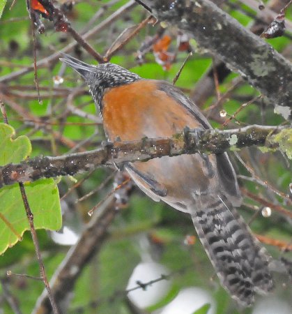 Photo (2): Rufous-breasted Wren