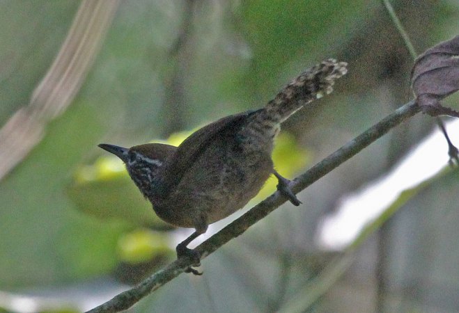 Photo (4): Rufous-breasted Wren