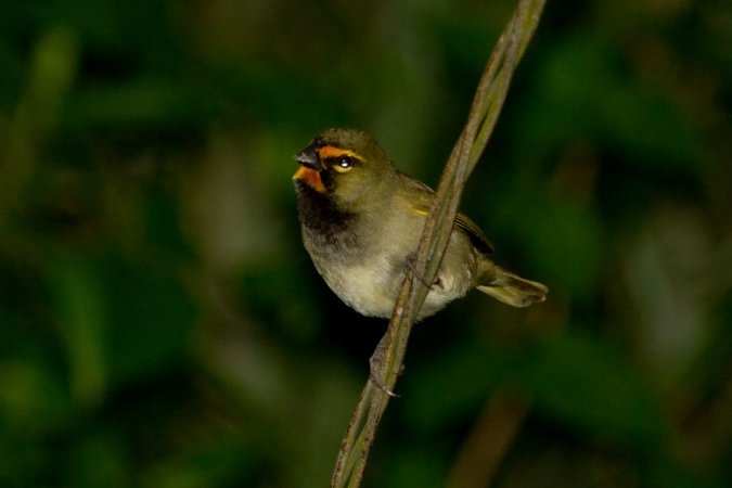 Photo (8): Yellow-faced Grassquit