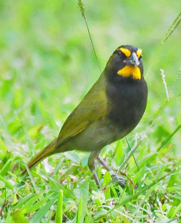 Photo (11): Yellow-faced Grassquit