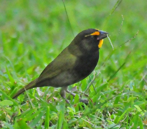 Photo (4): Yellow-faced Grassquit