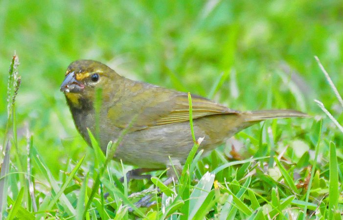 Photo (5): Yellow-faced Grassquit