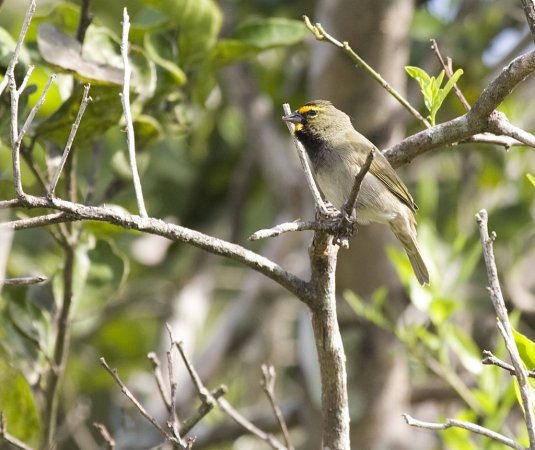 Photo (7): Yellow-faced Grassquit