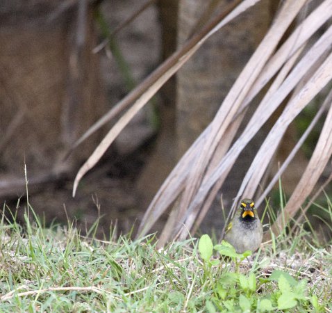 Photo (6): Yellow-faced Grassquit