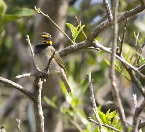 Photo (9): Yellow-faced Grassquit