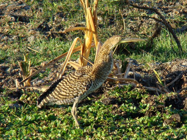 Photo (22): Bare-throated Tiger-Heron