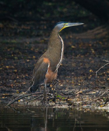 Photo (2): Bare-throated Tiger-Heron