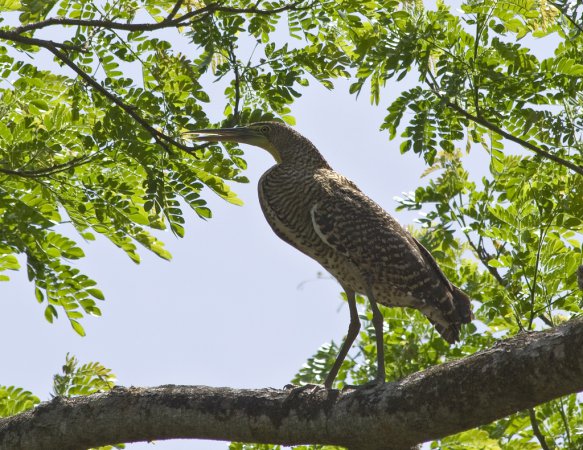 Photo (24): Bare-throated Tiger-Heron