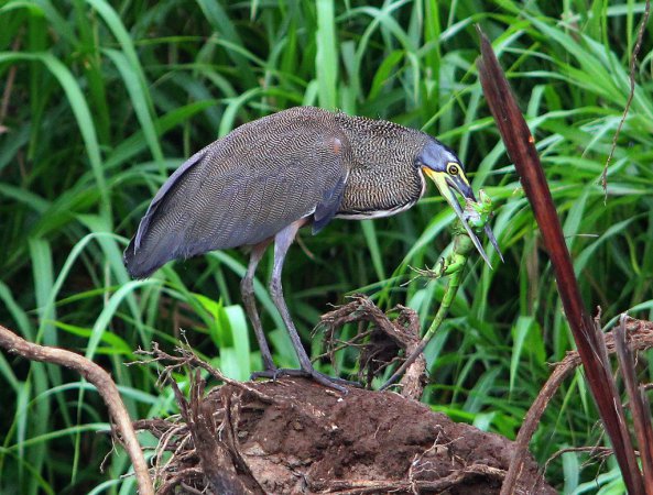 Photo (4): Bare-throated Tiger-Heron