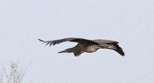 Photo (12): Bare-throated Tiger-Heron