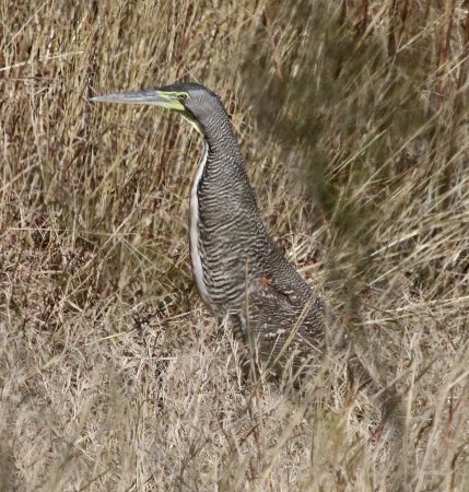 Photo (10): Bare-throated Tiger-Heron