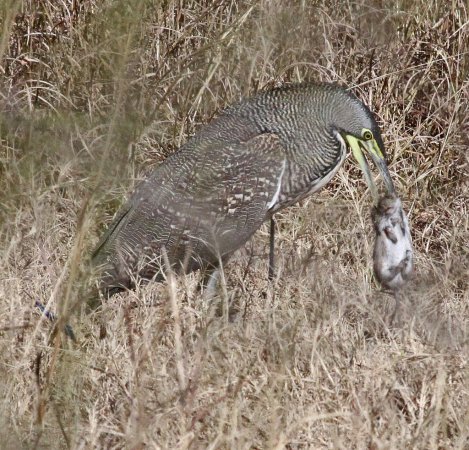 Photo (11): Bare-throated Tiger-Heron