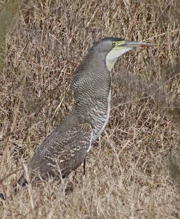 Photo (7): Bare-throated Tiger-Heron