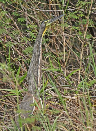 Photo (5): Bare-throated Tiger-Heron