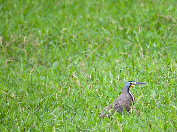 Photo (6): Bare-throated Tiger-Heron