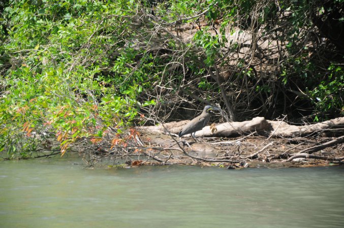 Photo (17): Bare-throated Tiger-Heron