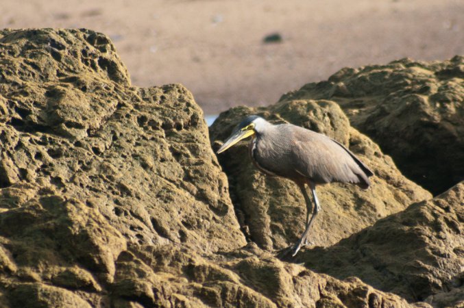 Photo (18): Bare-throated Tiger-Heron