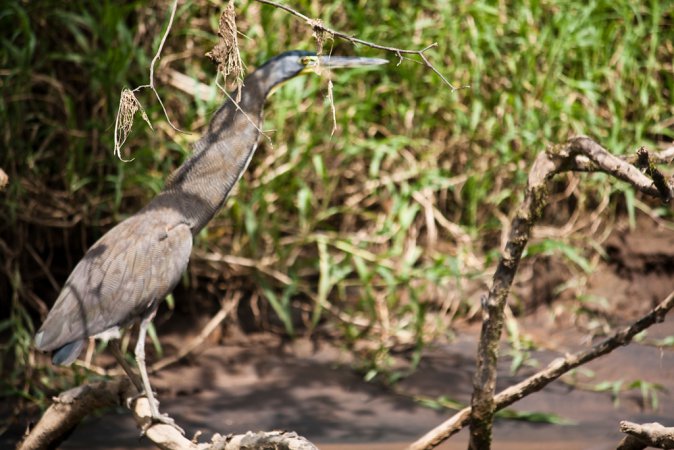 Photo (19): Bare-throated Tiger-Heron