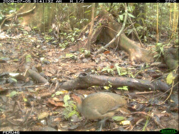 Photo (5): Great Tinamou