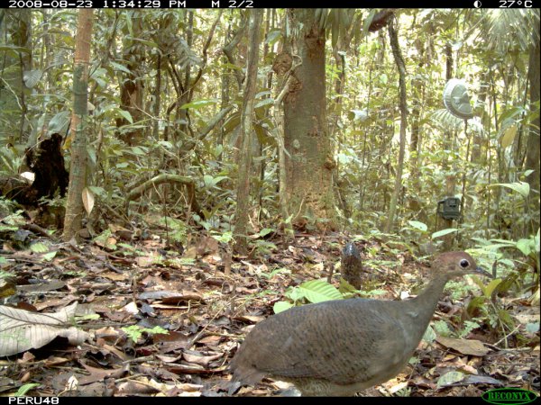 Photo (4): Great Tinamou
