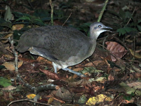 Photo (3): Great Tinamou