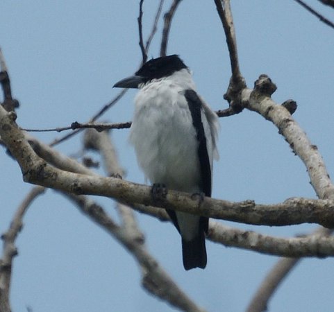 Photo (1): Black-crowned Tityra