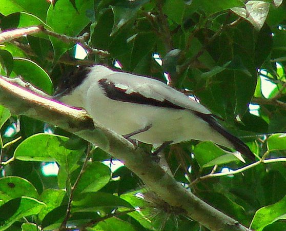 Photo (4): Black-crowned Tityra