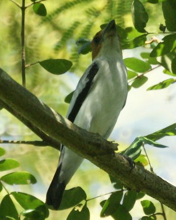 Photo (6): Black-crowned Tityra