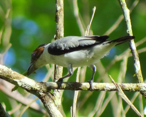 Photo (5): Black-crowned Tityra