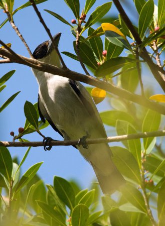 Photo (9): Black-crowned Tityra