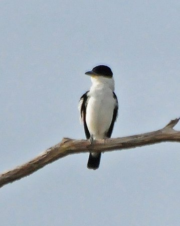 Photo (8): Black-crowned Tityra