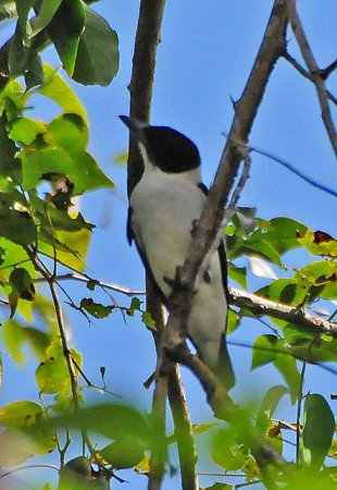 Photo (7): Black-crowned Tityra