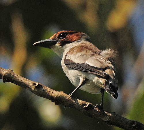 Photo (2): Black-crowned Tityra