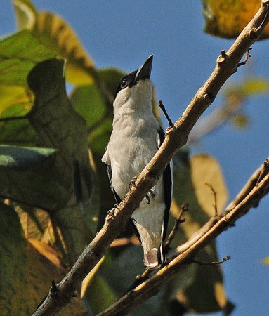 Photo (3): Black-crowned Tityra