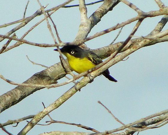 Photo (7): Common Tody-Flycatcher