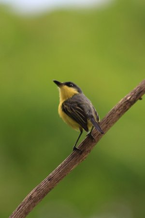 Photo (14): Common Tody-Flycatcher